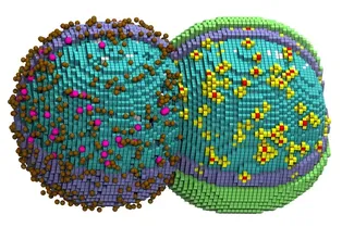 Ученые разработали виртуальную модель бактериальной клетки Ученые разработали виртуальную модель бактериальной клетки