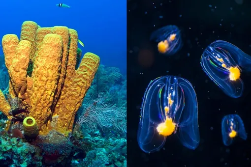 Кто на Земле был первым многоклеточным организмом: губки или гребневики Кто на Земле был первым многоклеточным организмом: губки или гребневики