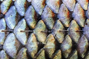 Рыбья чешуя «подсказала» ученым, как сделать самолеты быстрее: необычное исследование Рыбья чешуя «подсказала» ученым, как сделать самолеты быстрее: необычное исследование