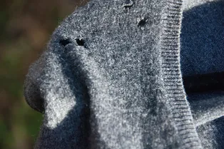 Поговорим о наболевшем: откуда в шкафах берется моль и как от нее избавиться Поговорим о наболевшем: откуда в шкафах берется моль и как от нее избавиться