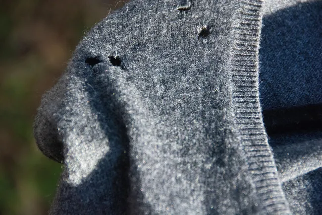 Поговорим о наболевшем: откуда в шкафах берется моль и как от нее избавиться