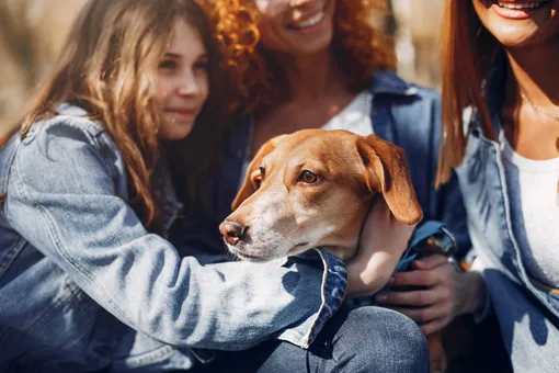 девушки и пес девушки и пес