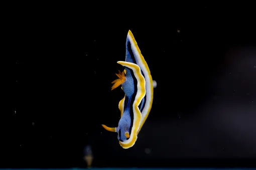 голожаберные моллюски: как выживают в океане