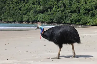 Не страус и не орел: какая птица является самой опасной в мире