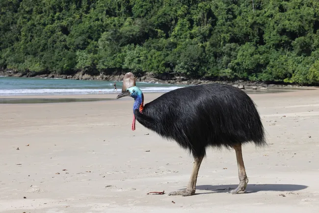 Не страус и не орел: какая птица является самой опасной в мире