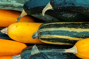 Разница принципиальна: чем цукини отличаются от кабачков