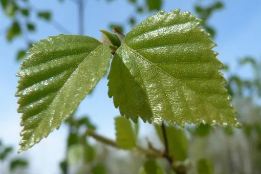 Лазер из листьев березы и шелухи арахиса выявит скрытые болезни Лазер из листьев березы и шелухи арахиса выявит скрытые болезни