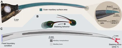 Морфологическая характеристика клюва самца Морфологическая характеристика клюва самца