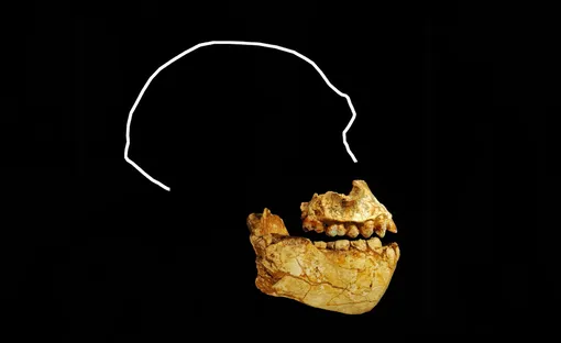 Ископаемая челюсть Australopithecus deyiremeda.