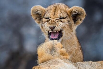 Лучшие фотографии животных Comedy Wildlife Photo Awards 2022