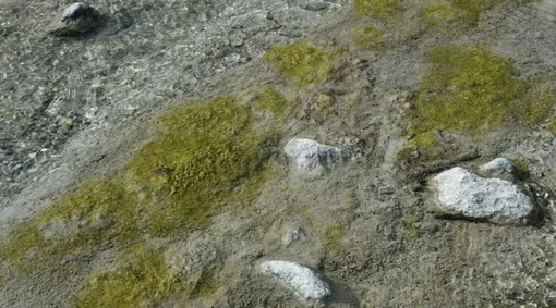 Биопленки, состоящие из тысяч микроорганизмов. При достаточном развитии биопленки легко заметны и принимают различные цвета и морфологические структуры. Биопленки, состоящие из тысяч микроорганизмов. При достаточном развитии биопленки легко заметны и принимают различные цвета и морфологические структуры.