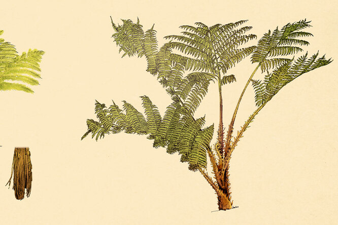 Уникальный папоротник высасывает питательные вещества из почвы ...