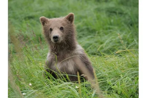 ИИ научился узнавать бурых медведей по фото на Аляске ИИ научился узнавать бурых медведей по фото на Аляске