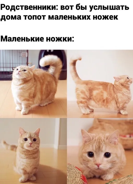 Кошки