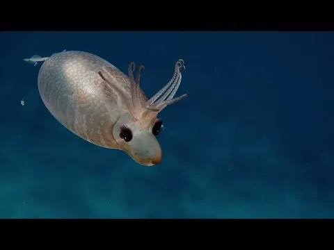 Нажми и смотри