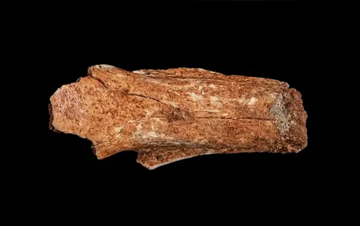 Фрагмент черепа