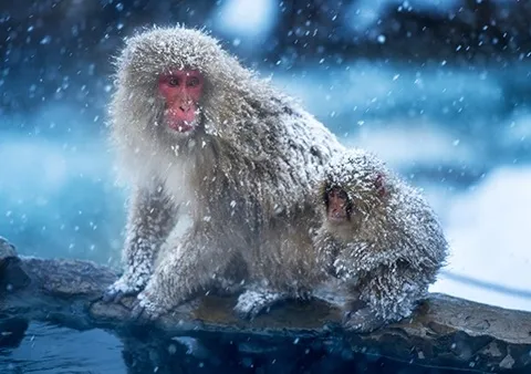 Японские макаки (Macaca fuscata) купаются в природных горячих источниках, чтобы согреться, но исследователи считают, что наши предки-приматы могли впадать в спячку, чтобы пережить холодные зимы. Японские макаки (Macaca fuscata) купаются в природных горячих источниках, чтобы согреться, но исследователи считают, что наши предки-приматы могли впадать в спячку, чтобы пережить холодные зимы.