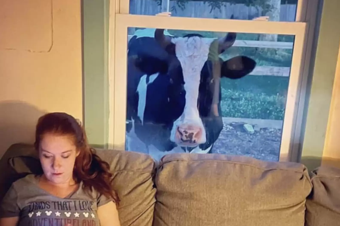 Корова стучит в окна дома каждый день, потому что хочет обниматься: трогательная история