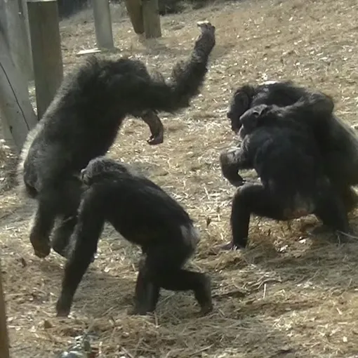 Большая драка. Большая драка.