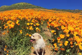 В Калифорнии расцвело так много маков, что их видно даже из космоса В Калифорнии расцвело так много маков, что их видно даже из космоса