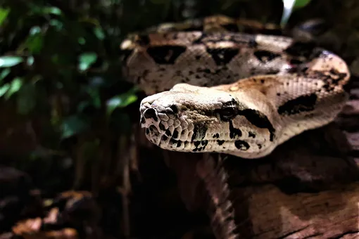 Анаконды 12 миллионов лет назад были такими же огромными, как современные