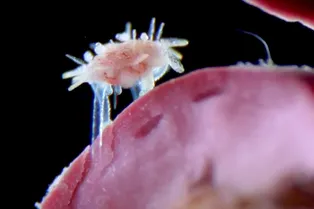 Победитель конкурса Nikon — микроскопический детеныш морского ежа Победитель конкурса Nikon — микроскопический детеныш морского ежа