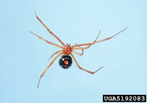 Красная вдова (Latrodectus bishopi) Красная вдова (Latrodectus bishopi)