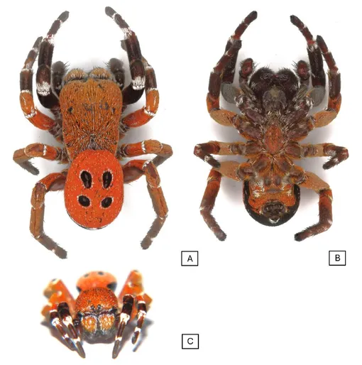 Eresus rubrocephalus Eresus rubrocephalus