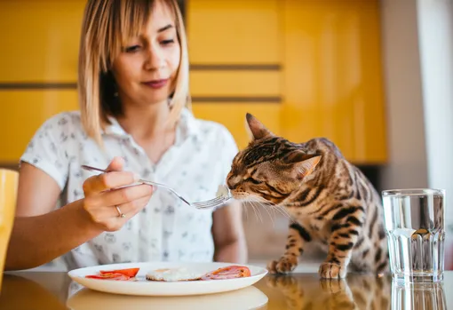 Кошка ест Кошка ест