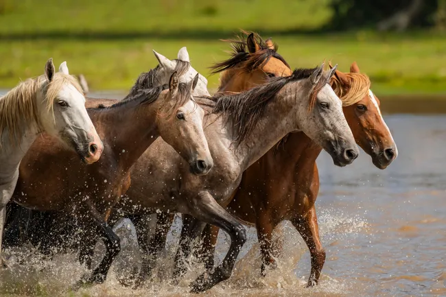 Спят стоя, не дышат ртом и считывают наши эмоции: 6 удивительных фактов о лошадях