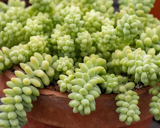 Нет, это не киш-миш, а седум! Этот вид суккулентов вообще частенько выглядит аппетитно... Седум Буррито Мини