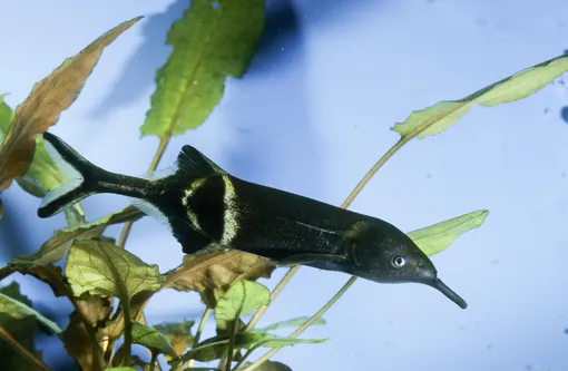 Рыбы-слоны обитают в африканских реках, выглядят диковинно и мыслят еще более диковинно! Рыба-слон