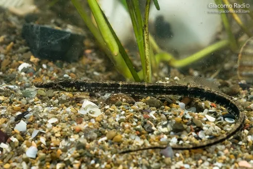 syngnathos abaster