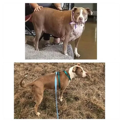 Фотографии собаки «до и после»