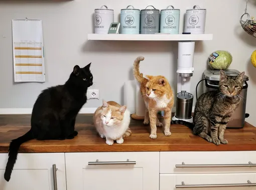 Больше кошек = больше радости! кошки сидят на кухне, четыре кошки