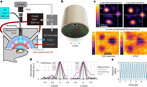 Точно контролируемый ультразвук воздействует на мозг мыши. Nature Biomedical Точно контролируемый ультразвук воздействует на мозг мыши. Nature Biomedical
