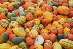 Как вырастить гигантскую тыкву: 6 простых шагов