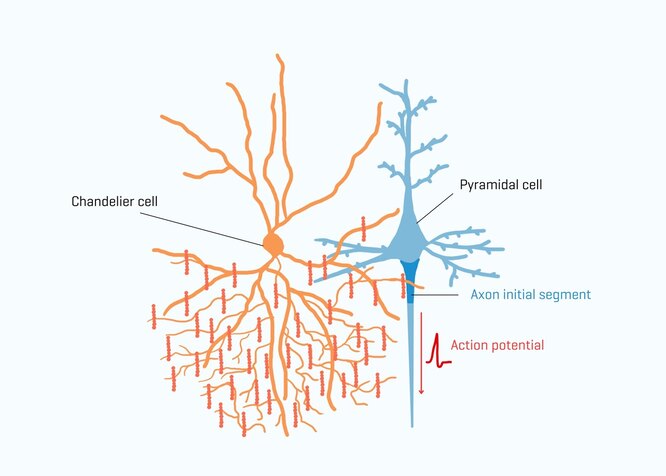 Схема присоединения клетки-канделябра к пирамидальному нейрону