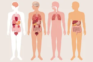 Жизнь без органов: удивительная выносливость человеческого тела