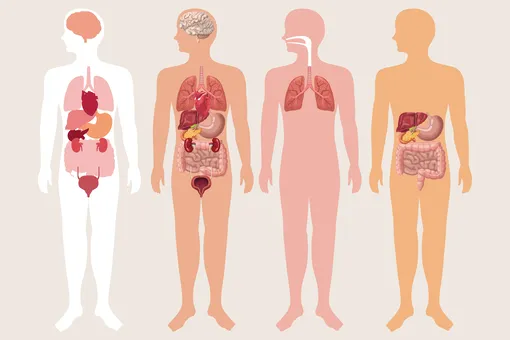 Жизнь без органов: удивительная выносливость человеческого тела Жизнь без органов: удивительная выносливость человеческого тела