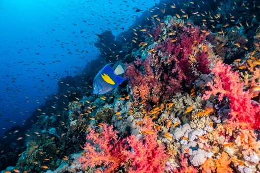 Кораллы Красного моря. Кораллы Красного моря.