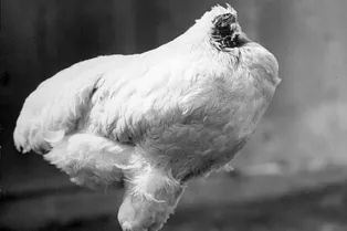 Жуткая история, в которую трудно поверить: как один петух прожил 1,5 года без головы Жуткая история, в которую трудно поверить: как один петух прожил 1,5 года без головы