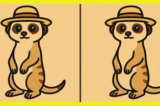 Сурикат в шляпе: найдите 3 отличия за 20 секунд