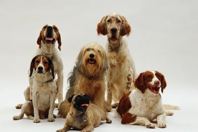 Не просто красивые названия: что такое порода собак и как она создается