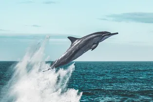 Ученые объяснили, как дельфинам удается развивать такую высокую скорость