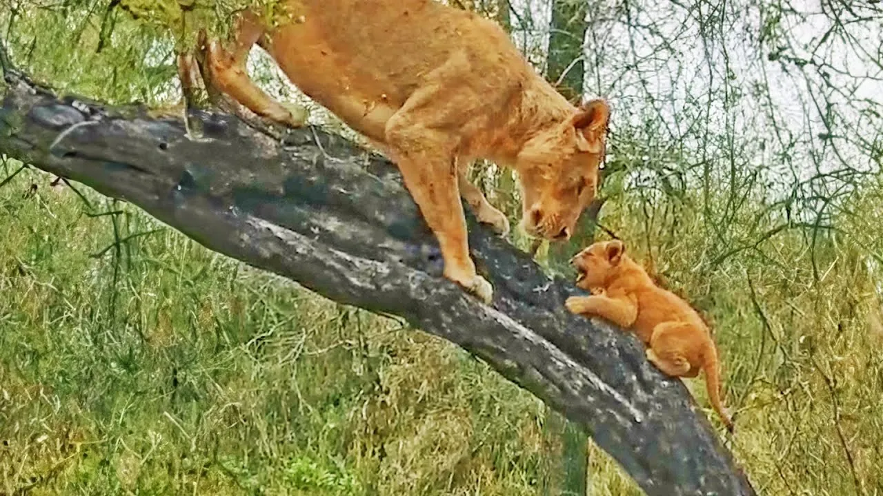 Нажми и смотри Нажми и смотри