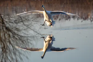 Когда земли недостаточно: эти животные с легкостью могут бегать по воде Когда земли недостаточно: эти животные с легкостью могут бегать по воде