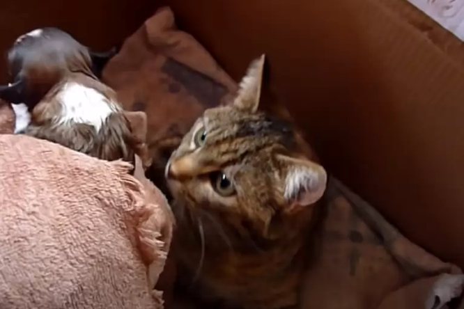 Посмотрите, как мама-кошка впервые видит щенка и принимает его за своего детеныша