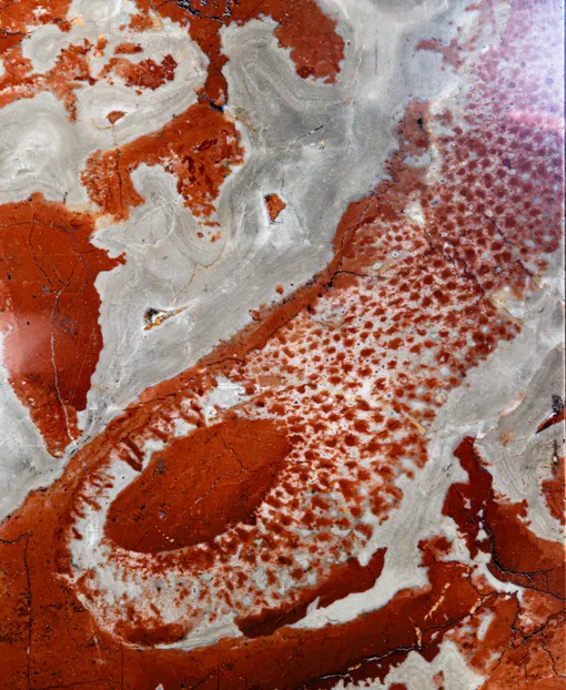 Губка из рода Demospongia (около 185 млн лет назад), станция метро «Первомайская» Древняя морская губка на станции метро «Первомайская»