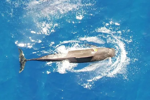 Гринда Гринда